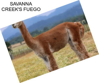 SAVANNA CREEK\'S FUEGO