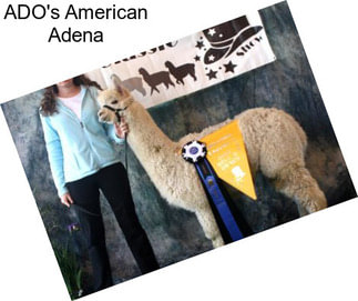 ADO\'s American Adena