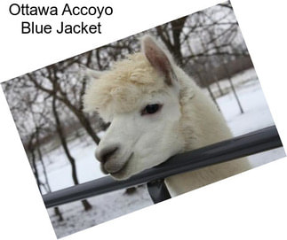 Ottawa Accoyo Blue Jacket