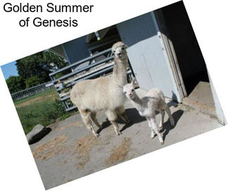 Golden Summer of Genesis