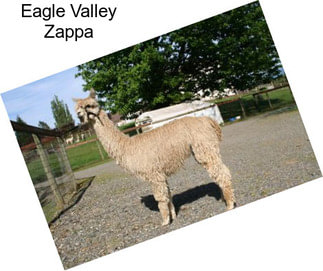 Eagle Valley Zappa