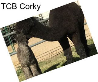 TCB Corky