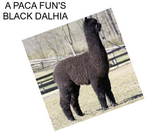 A PACA FUN\'S BLACK DALHIA