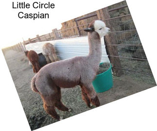 Little Circle Caspian