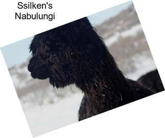 Ssilken\'s Nabulungi