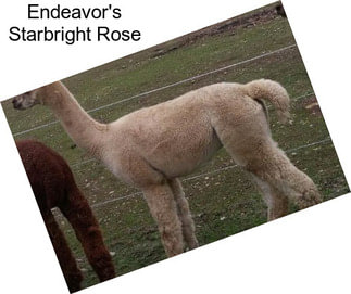 Endeavor\'s Starbright Rose