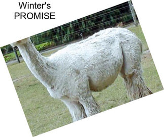 Winter\'s PROMISE