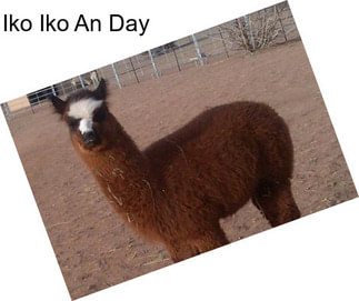 Iko Iko An Day