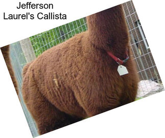 Jefferson Laurel\'s Callista