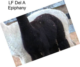 LF Del A Epiphany