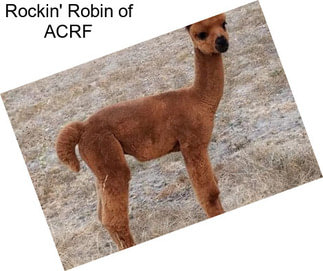 Rockin\' Robin of ACRF