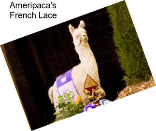 Ameripaca\'s French Lace