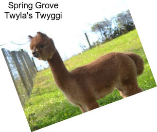 Spring Grove Twyla\'s Twyggi