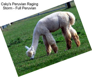 Csky\'s Peruvian Raging Storm - Full Peruvian