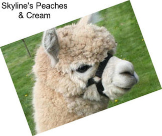 Skyline\'s Peaches & Cream