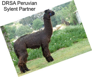 DRSA Peruvian Sylent Partner