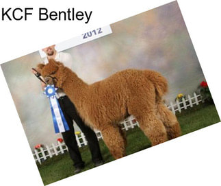 KCF Bentley