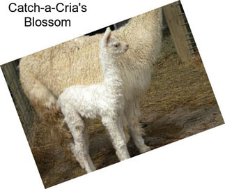 Catch-a-Cria\'s Blossom