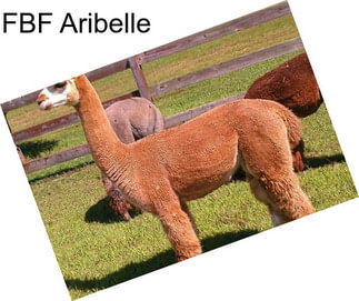 FBF Aribelle