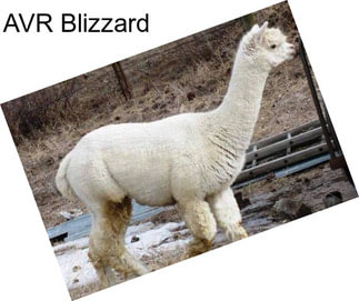 AVR Blizzard