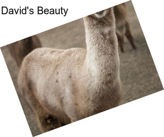 David\'s Beauty
