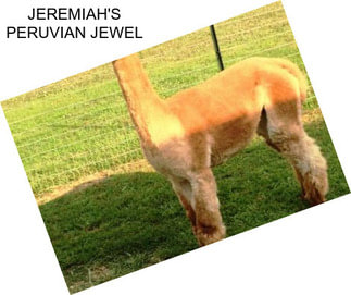 JEREMIAH\'S PERUVIAN JEWEL