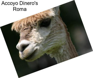 Accoyo Dinero\'s Roma