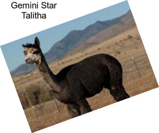 Gemini Star Talitha