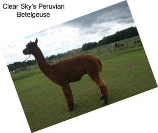 Clear Sky\'s Peruvian Betelgeuse