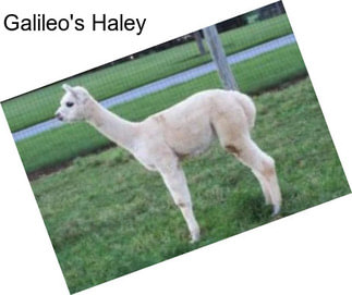 Galileo\'s Haley