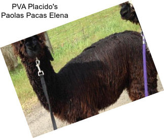 PVA Placido\'s Paolas Pacas Elena