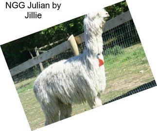 NGG Julian by Jillie