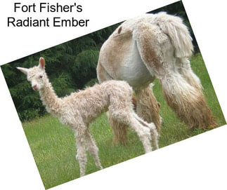 Fort Fisher\'s Radiant Ember