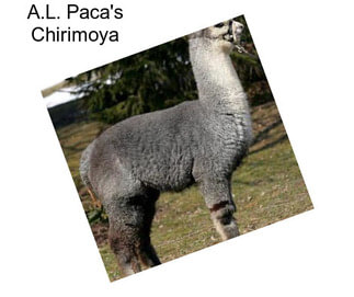 A.L. Paca\'s Chirimoya