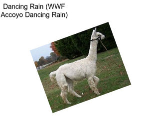 Dancing Rain (WWF Accoyo Dancing Rain)
