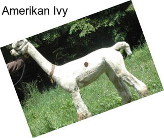 Amerikan Ivy