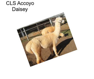 CLS Accoyo Daisey