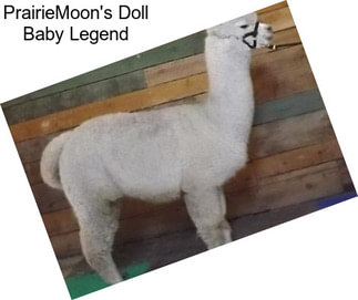 PrairieMoon\'s Doll Baby Legend