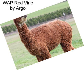 WAP Red Vine by Argo