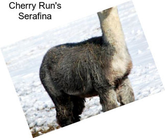 Cherry Run\'s Serafina