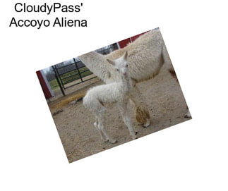 CloudyPass\' Accoyo Aliena