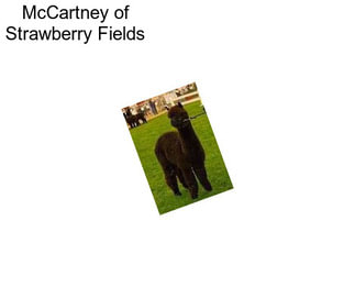 McCartney of Strawberry Fields