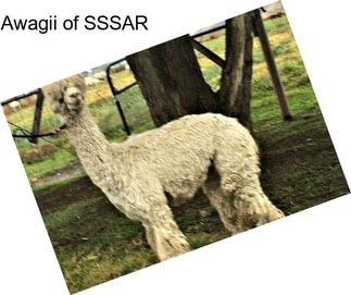 Awagii of SSSAR