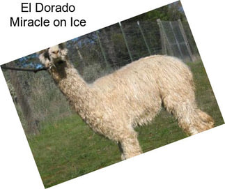 El Dorado Miracle on Ice