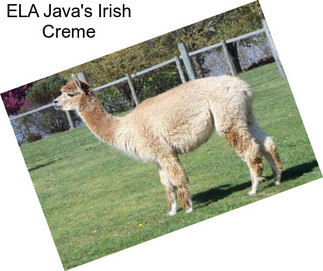 ELA Java\'s Irish Creme