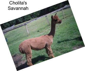 Cholita\'s Savannah