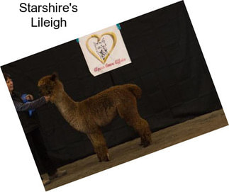 Starshire\'s Lileigh