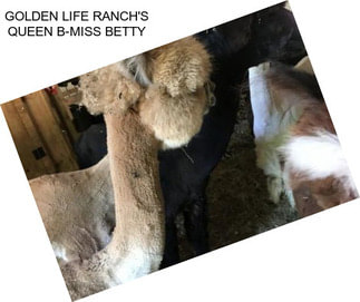 GOLDEN LIFE RANCH\'S QUEEN \