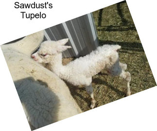 Sawdust\'s Tupelo