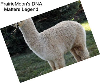 PrairieMoon\'s DNA Matters Legend